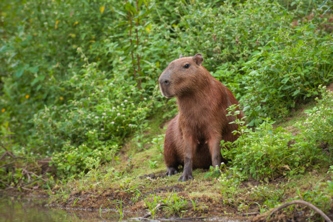 Capybara With Rondo Capybara | Sean Crane Wildlife