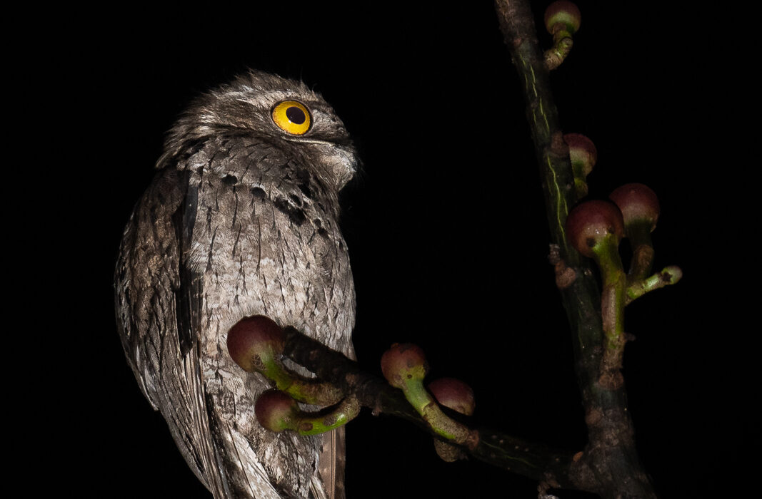 Common Potoo, Peru