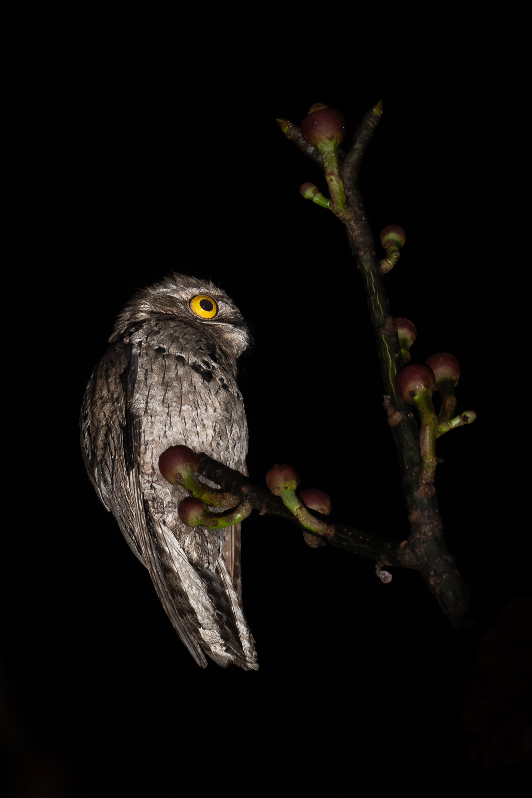 Common Potoo, Peru