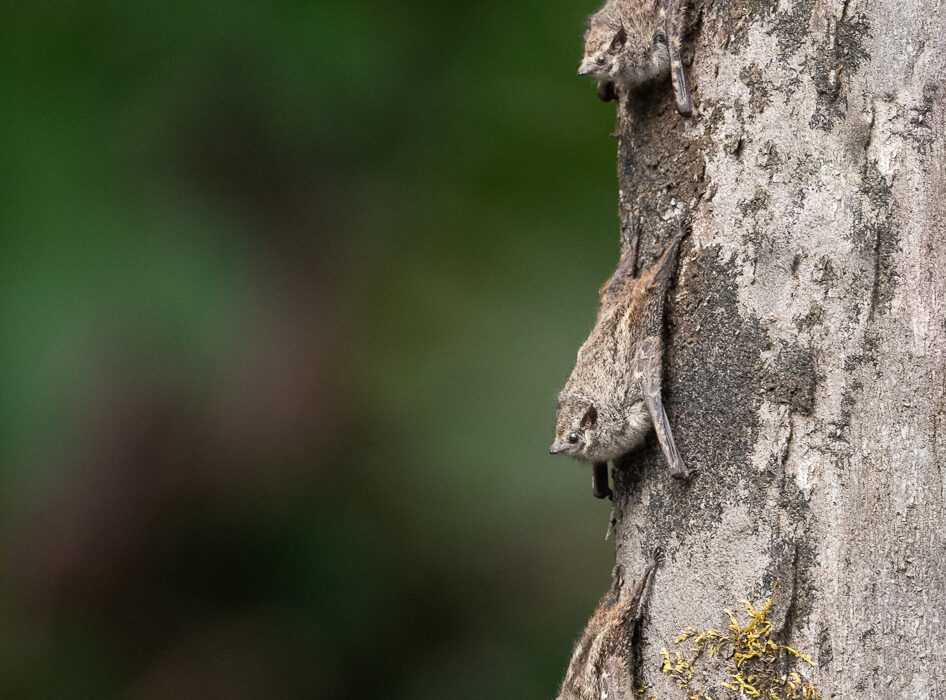 Proboscis Bats, Peru