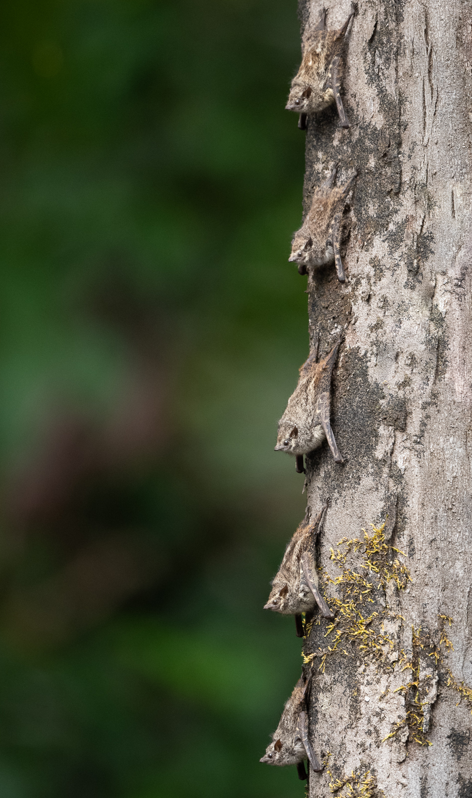 Proboscis Bats, Peru