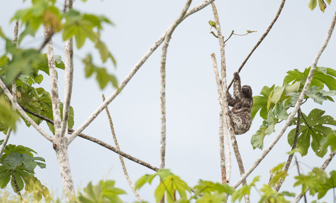 Mother and Baby Three Toed Sloth, Peru
