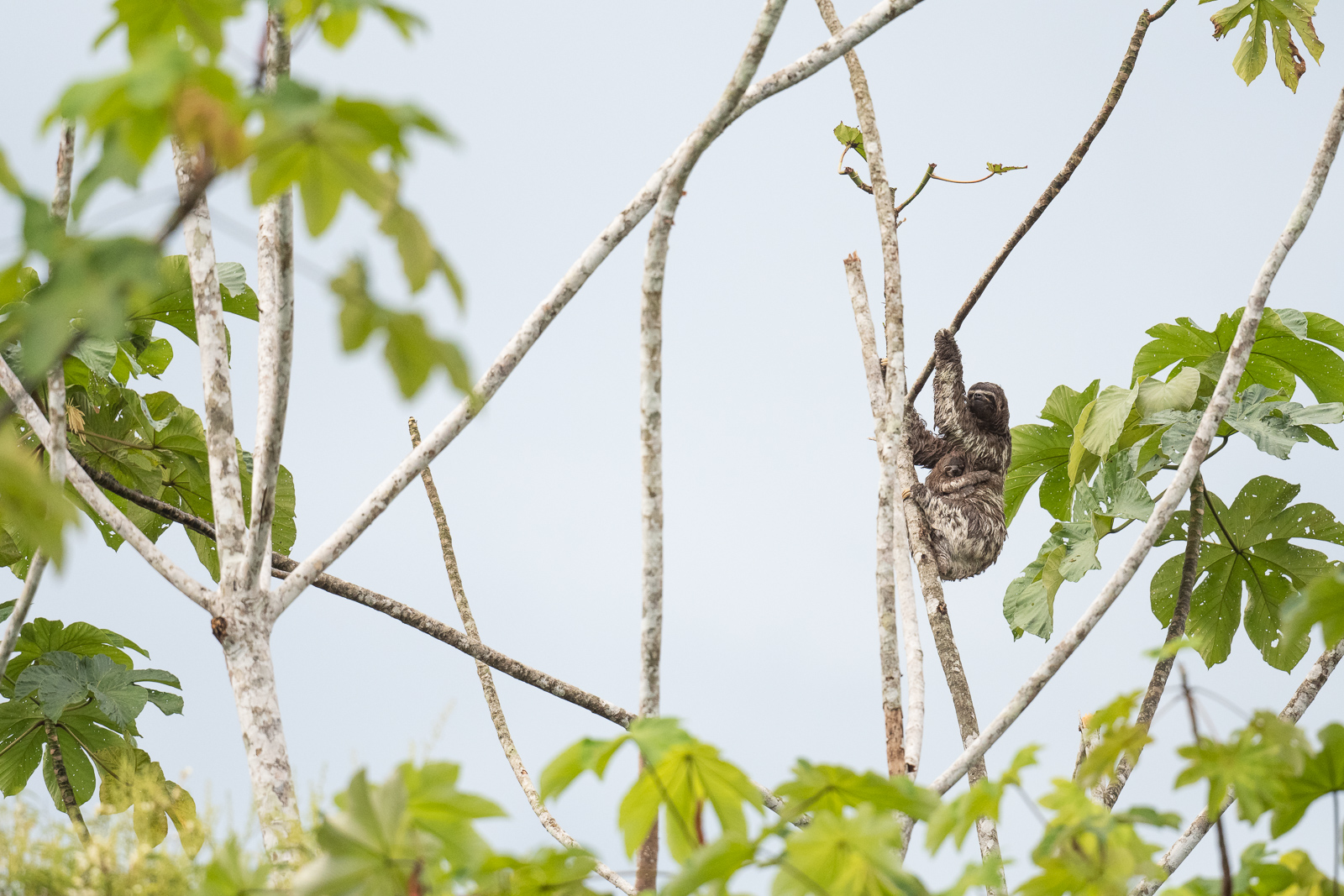 Mother and Baby Three Toed Sloth, Peru
