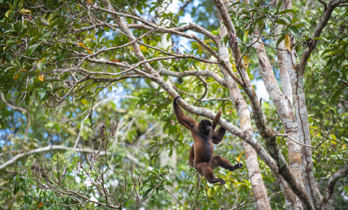 Woolly Monkey, Peru