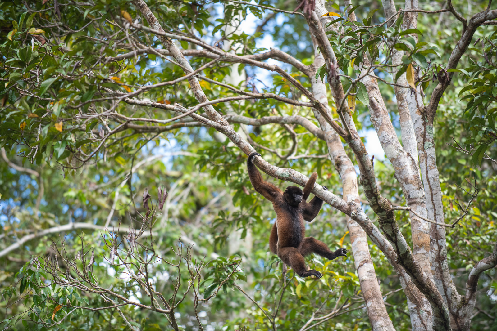 Woolly Monkey, Peru