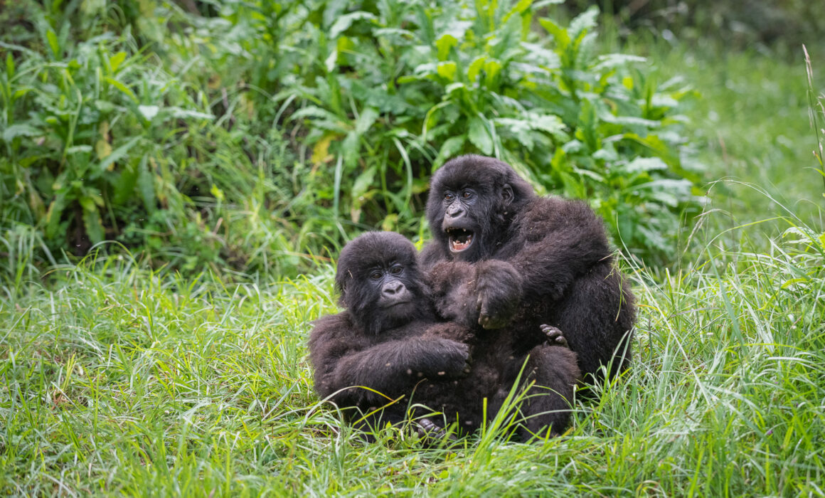 Juvenile Mountain Gorillas, Uganda