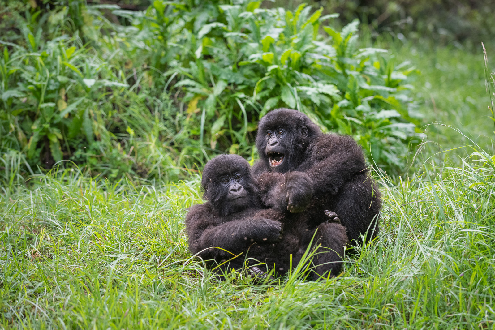 Juvenile Mountain Gorillas, Uganda