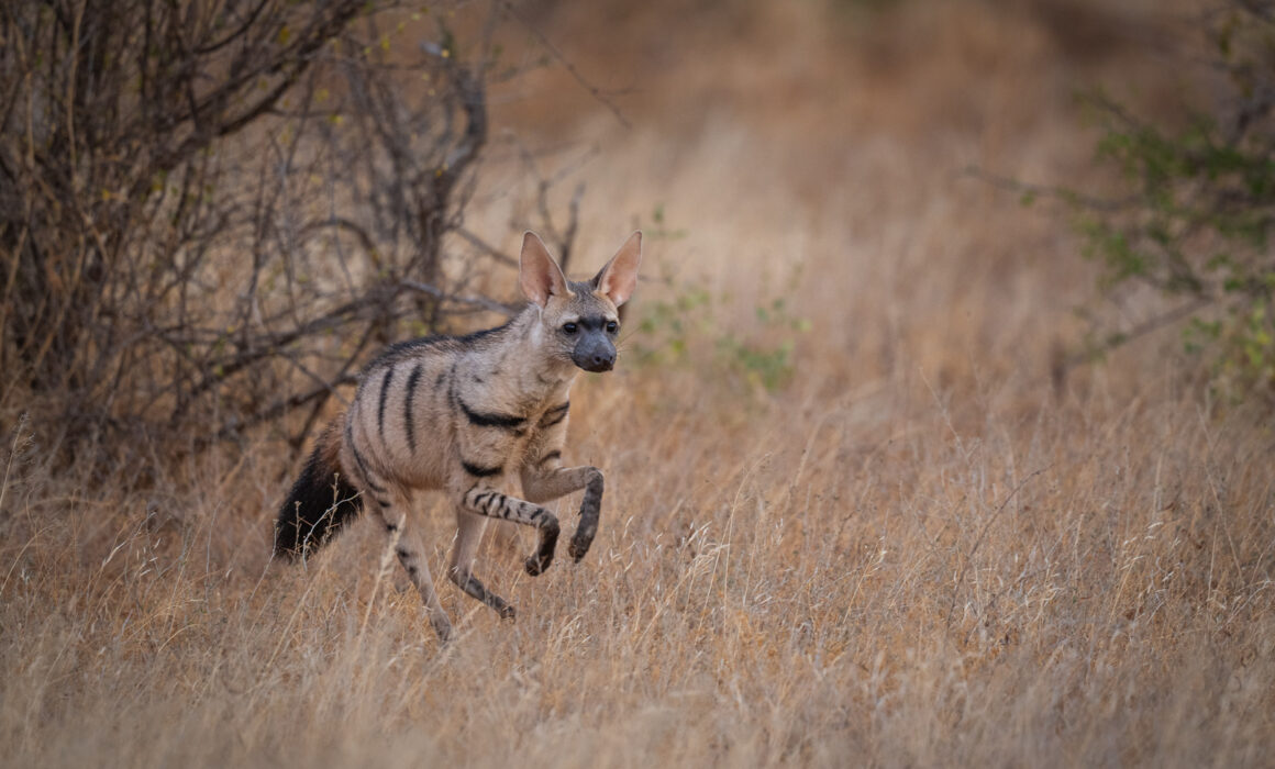 Aardwolf, Samburu National Reserve, Kenya