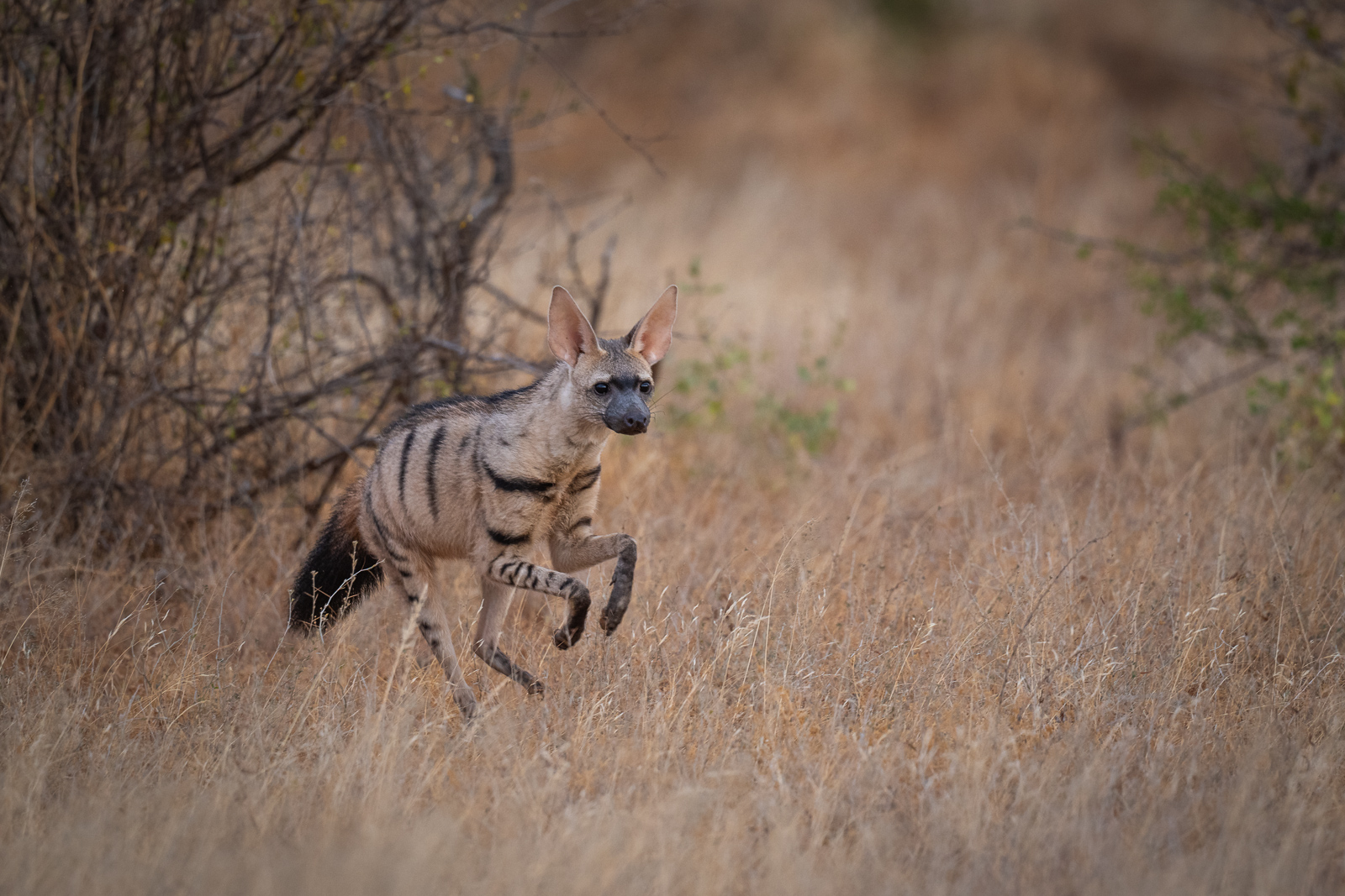 Aardwolf, Samburu National Reserve, Kenya