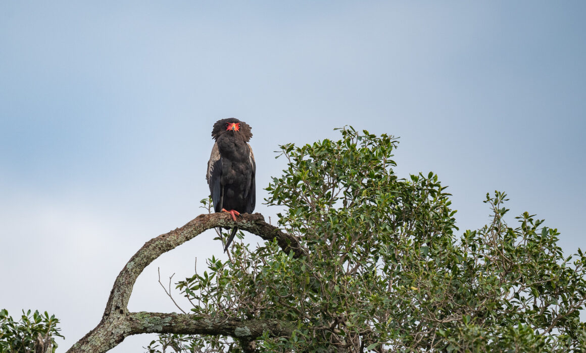 Bateleur, Masai Mara, Kenya