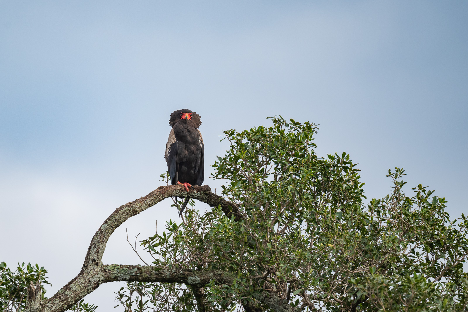 Bateleur, Masai Mara, Kenya