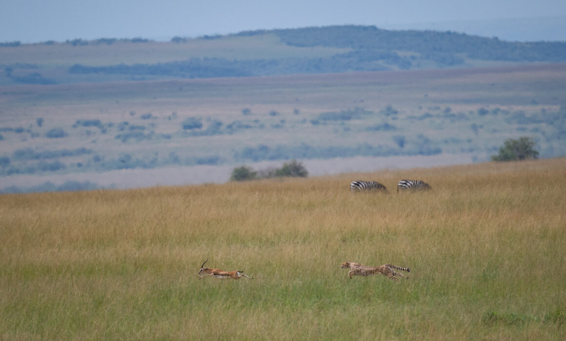 Cheetah and Gazelle, Masai Mara, Kenya