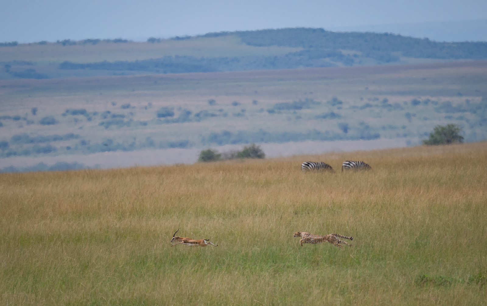 Cheetah and Gazelle, Masai Mara, Kenya