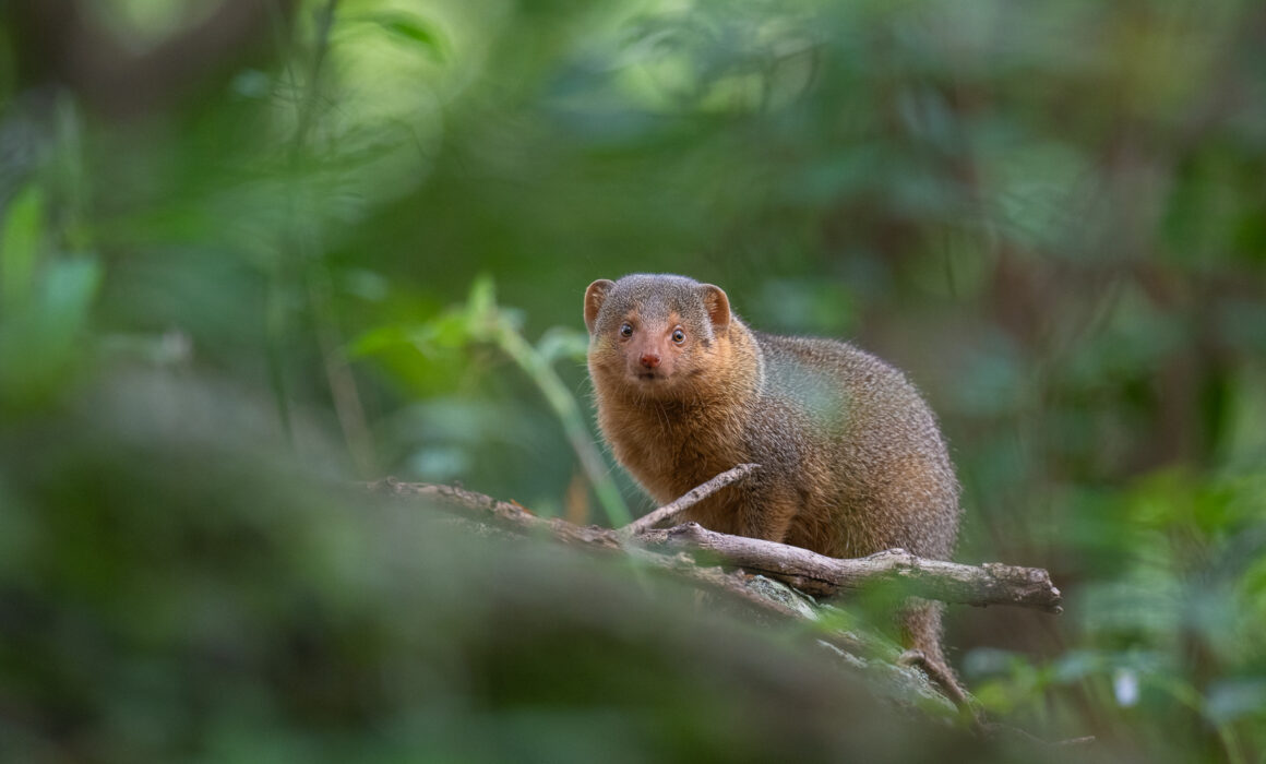 Dwarf Mongoose, Masai Mara, Kenya