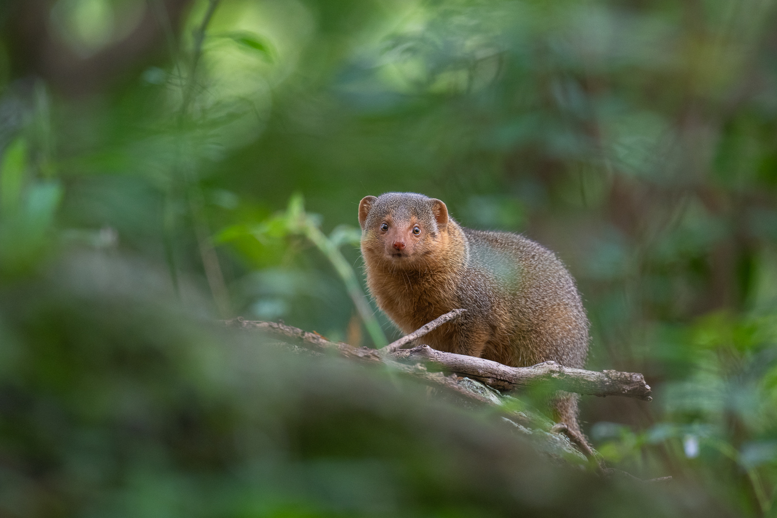 Dwarf Mongoose, Masai Mara, Kenya