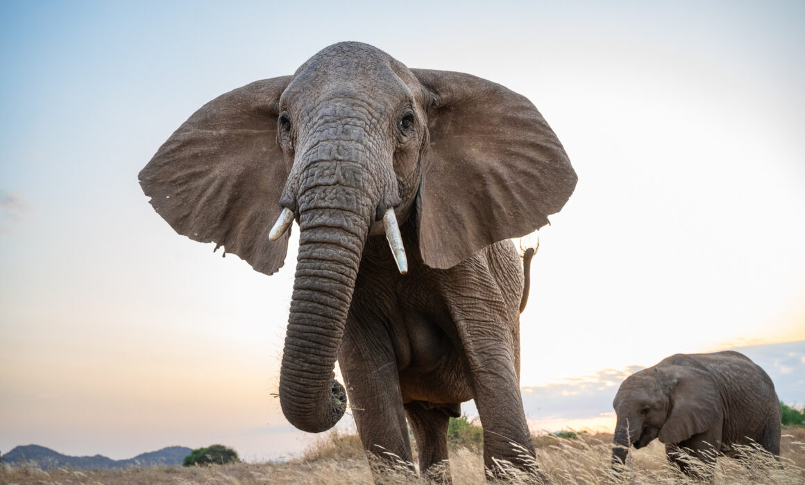 Elephant Mother and Calf, Samburu, Kenya
