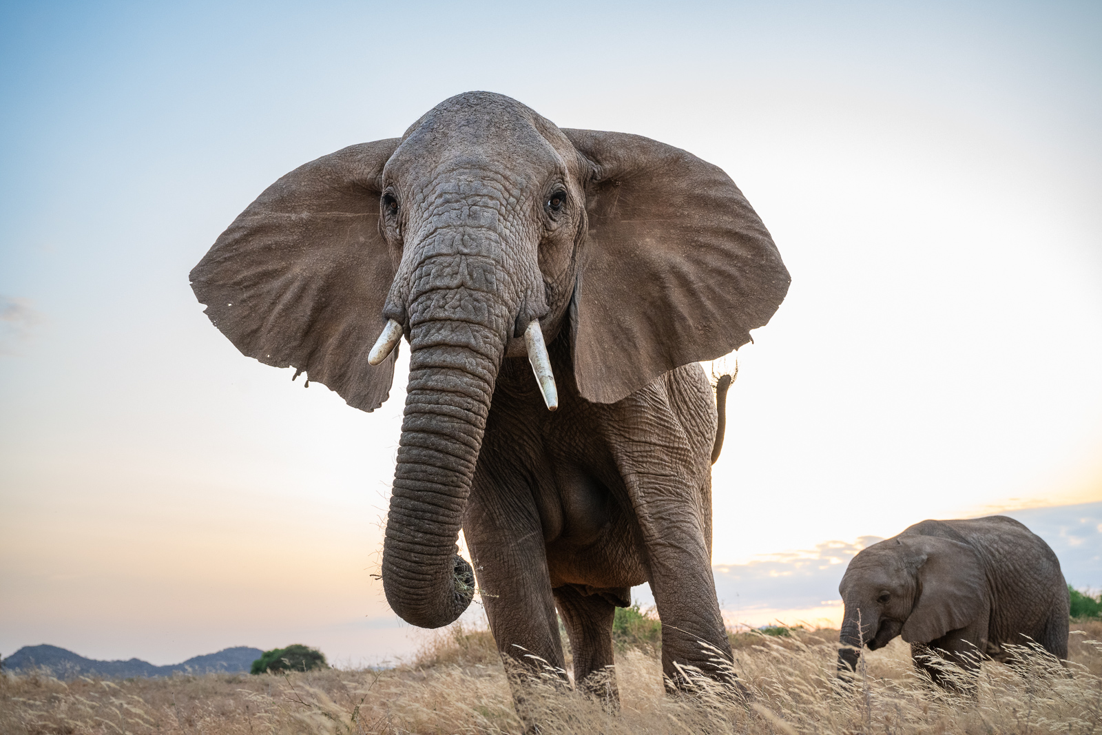 Elephant Mother and Calf, Samburu, Kenya