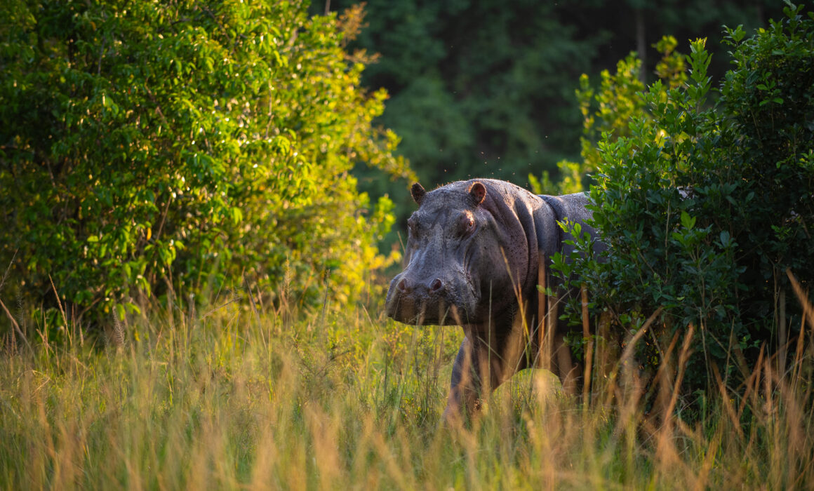 Hippopotamus, Masai Mara, Kenya