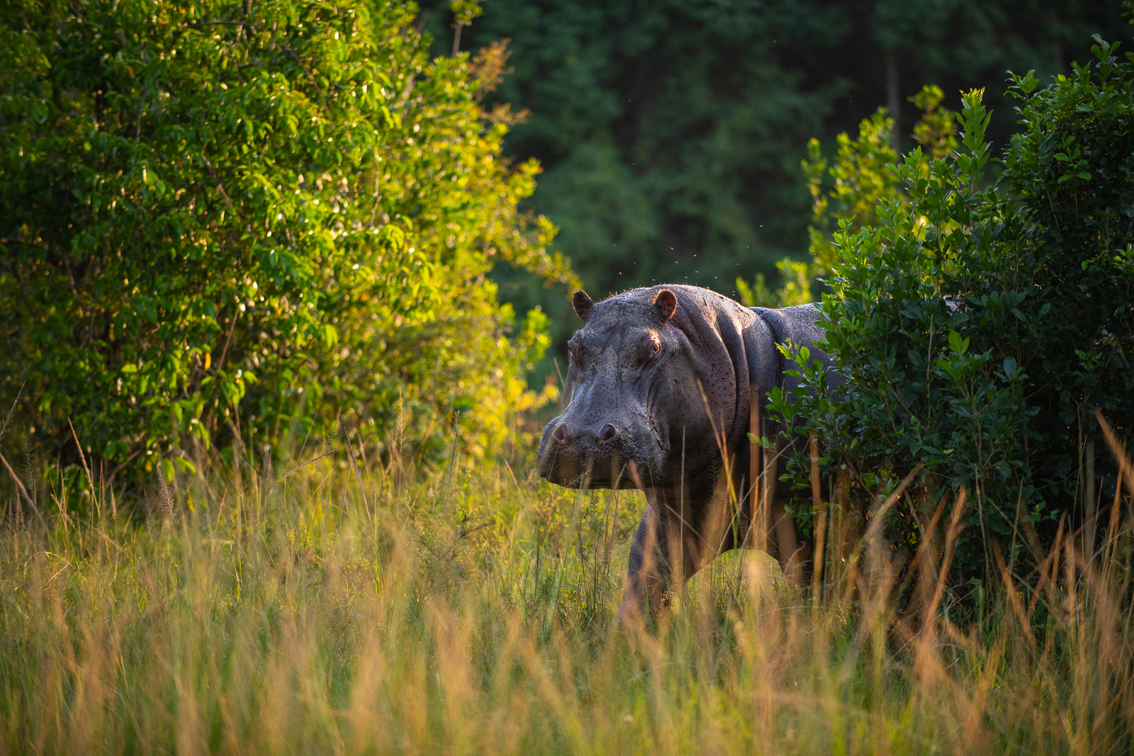Hippopotamus, Masai Mara, Kenya