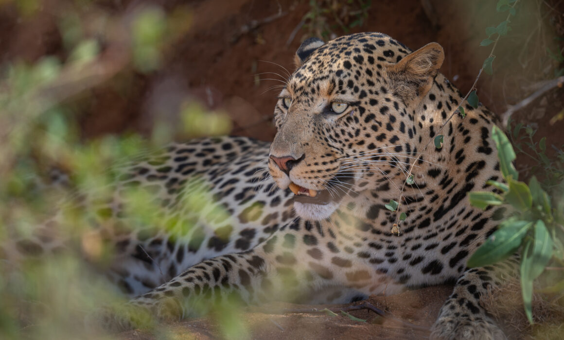 Leopard, Samburu, Kenya