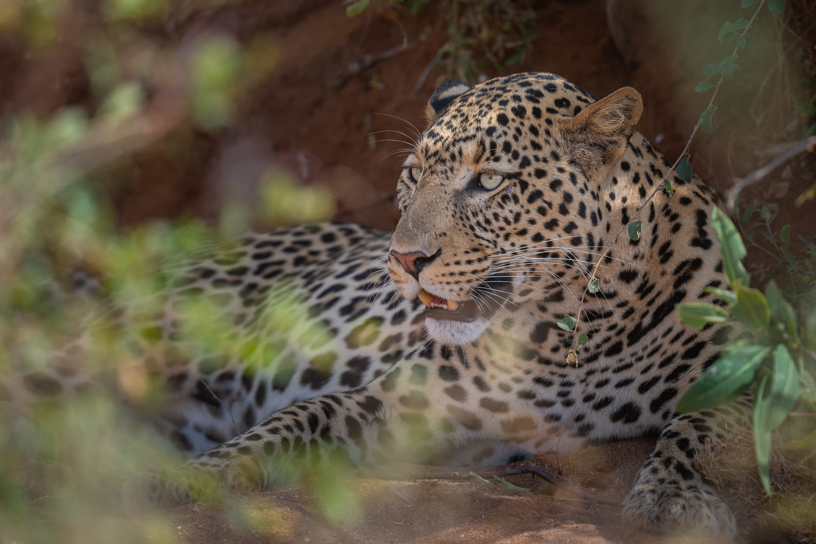 Leopard, Samburu, Kenya