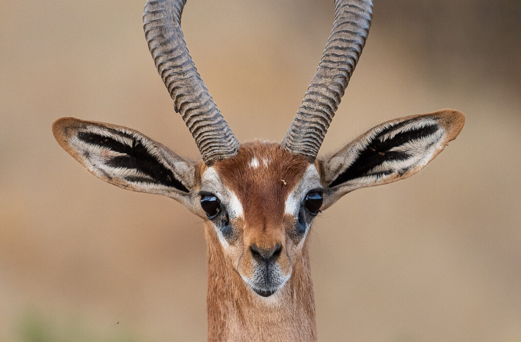 Male Gerenuk, Samburu, Kenya