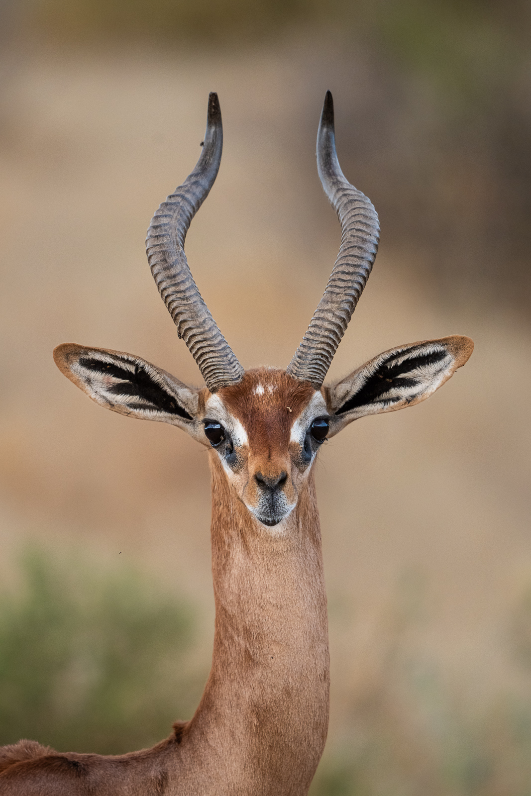 Male Gerenuk, Samburu, Kenya