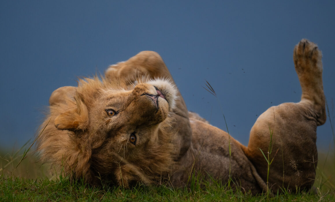 Male Lion, Masai Mara, Kenya