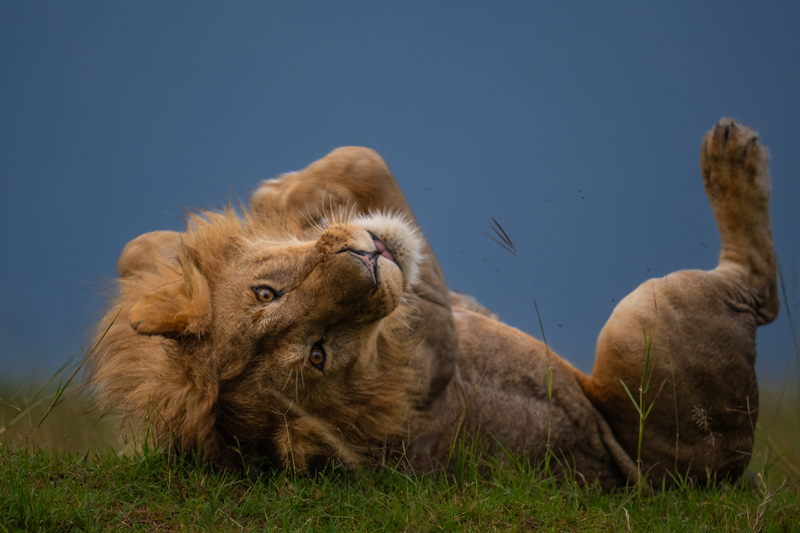 Male Lion, Masai Mara, Kenya