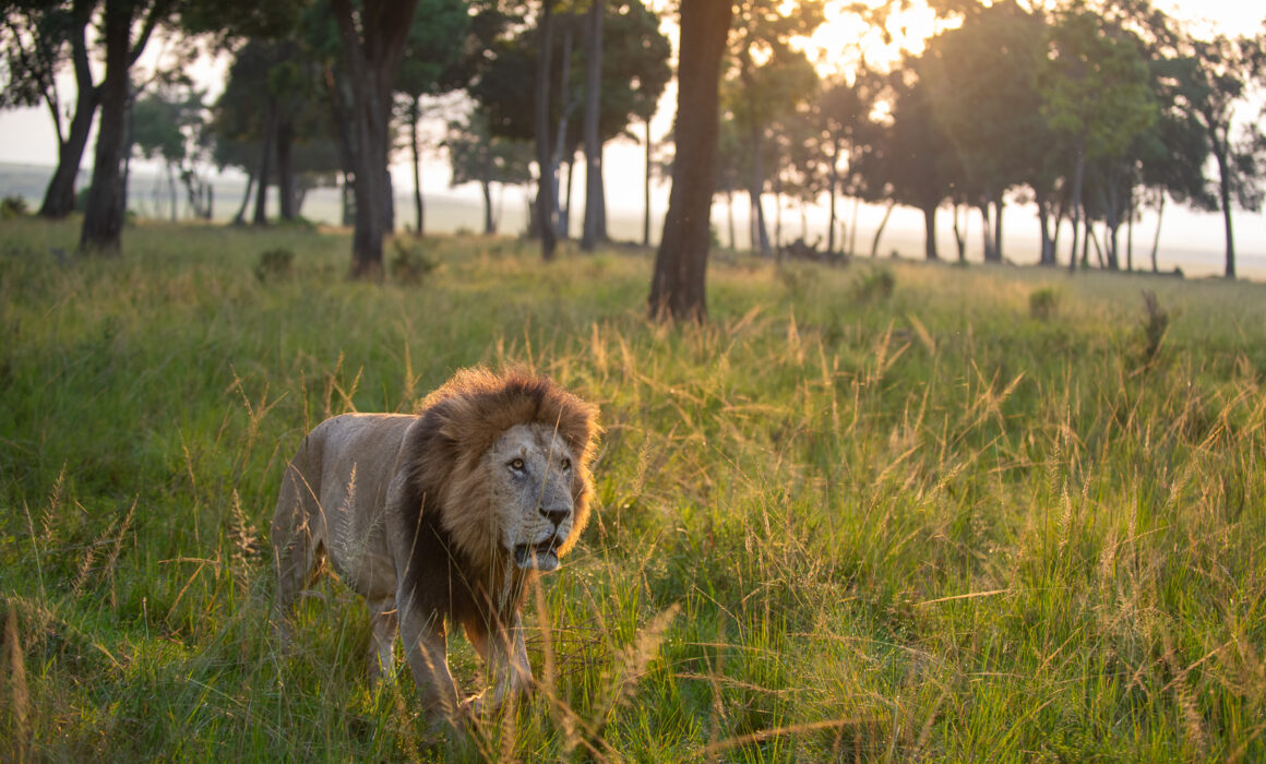 Male Lion, Masai Mara, Kenya