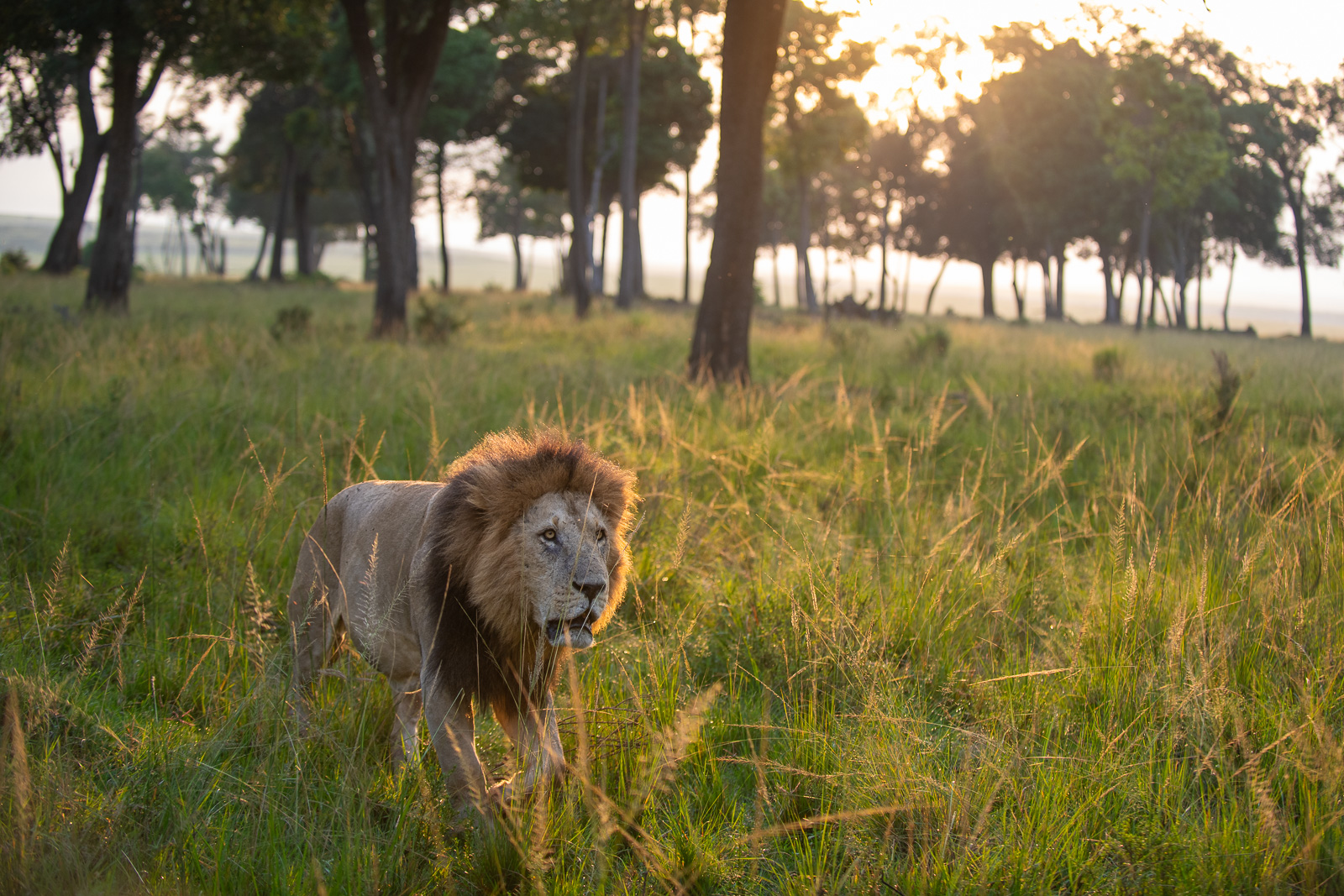 Male Lion, Masai Mara, Kenya