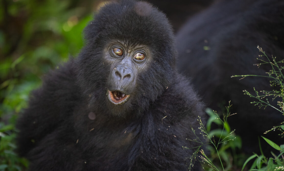 Baby Mountain Gorilla, Mgahinga National Park, Uganda