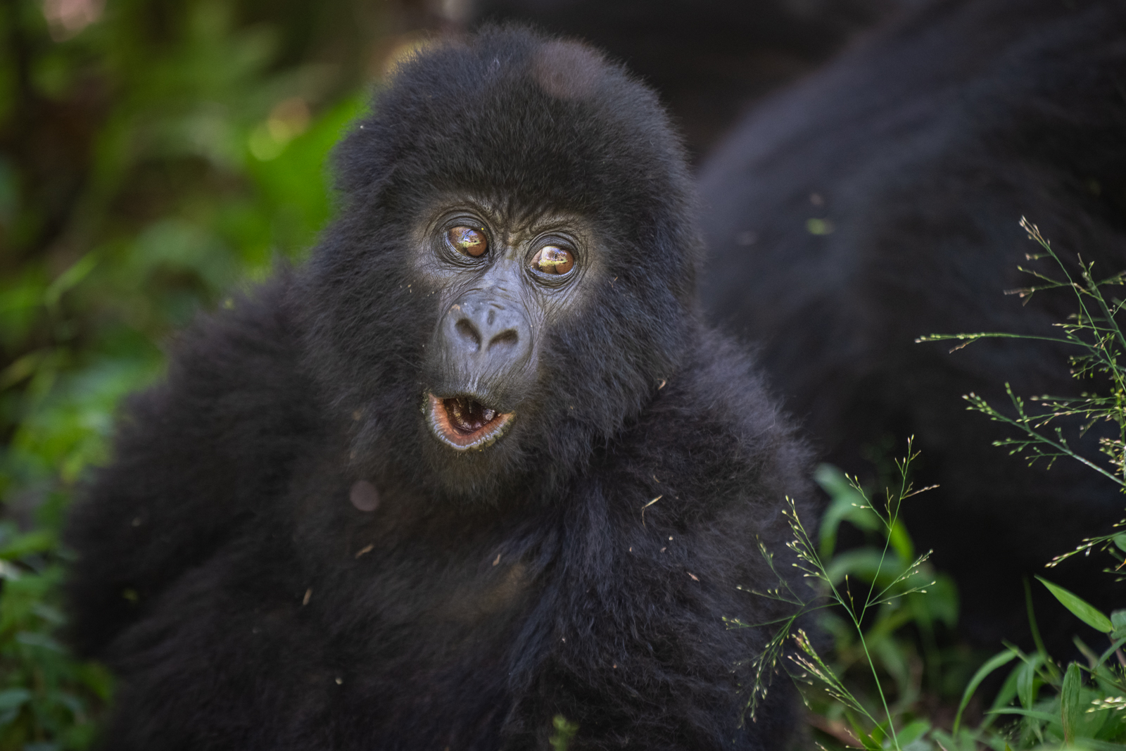 Baby Mountain Gorilla, Mgahinga National Park, Uganda