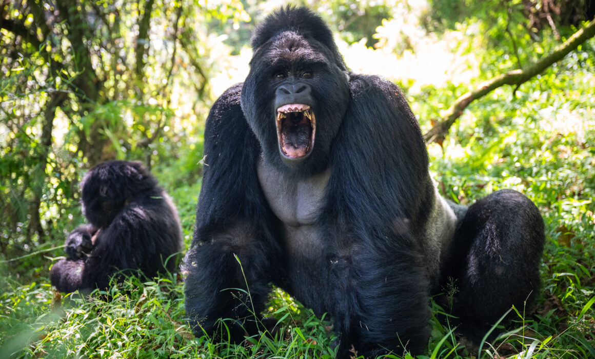 Silverback Mountain Gorilla, Mgahinga National Park, Uganda