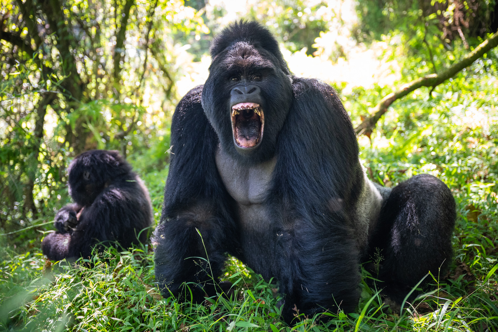 Silverback Mountain Gorilla, Mgahinga National Park, Uganda
