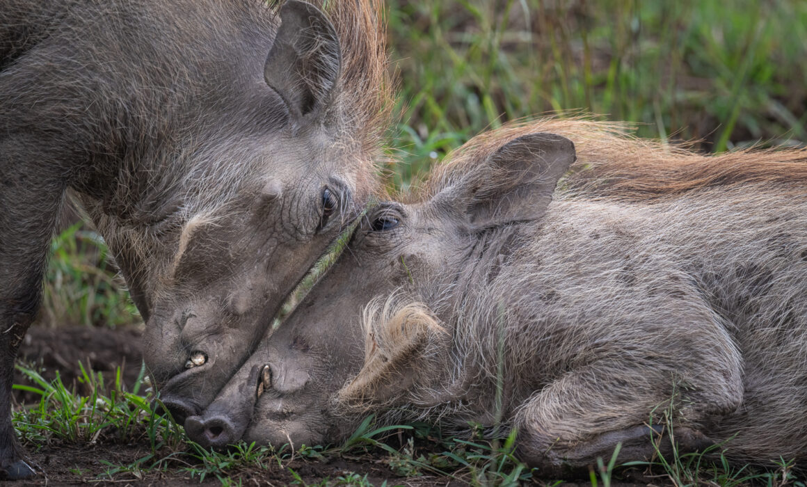 Warthog, Masai Mara, Kenya