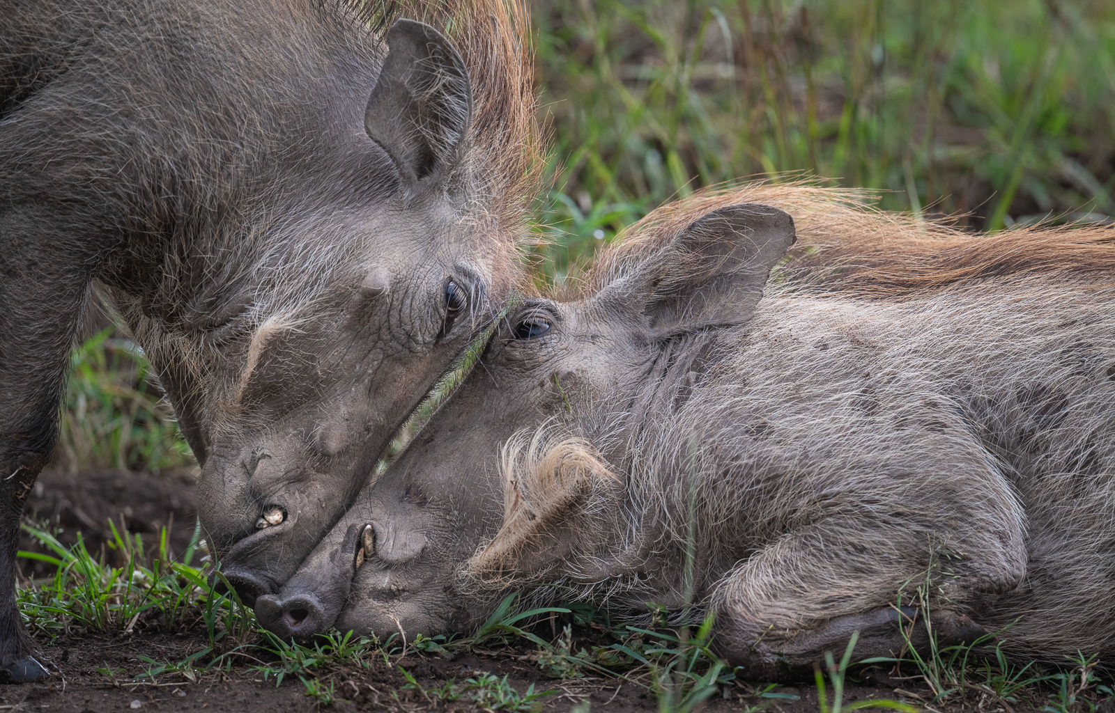 Warthog, Masai Mara, Kenya