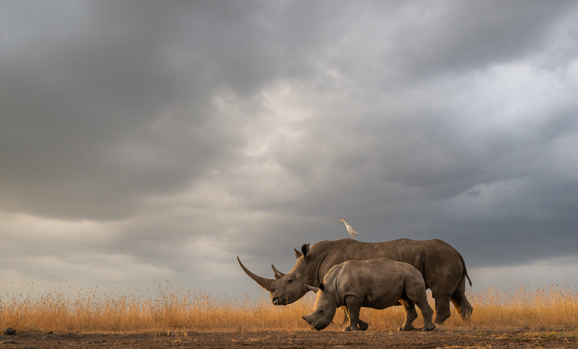 White Rhinoceros and Cattle Egret, Nairobi National Park, Kenya