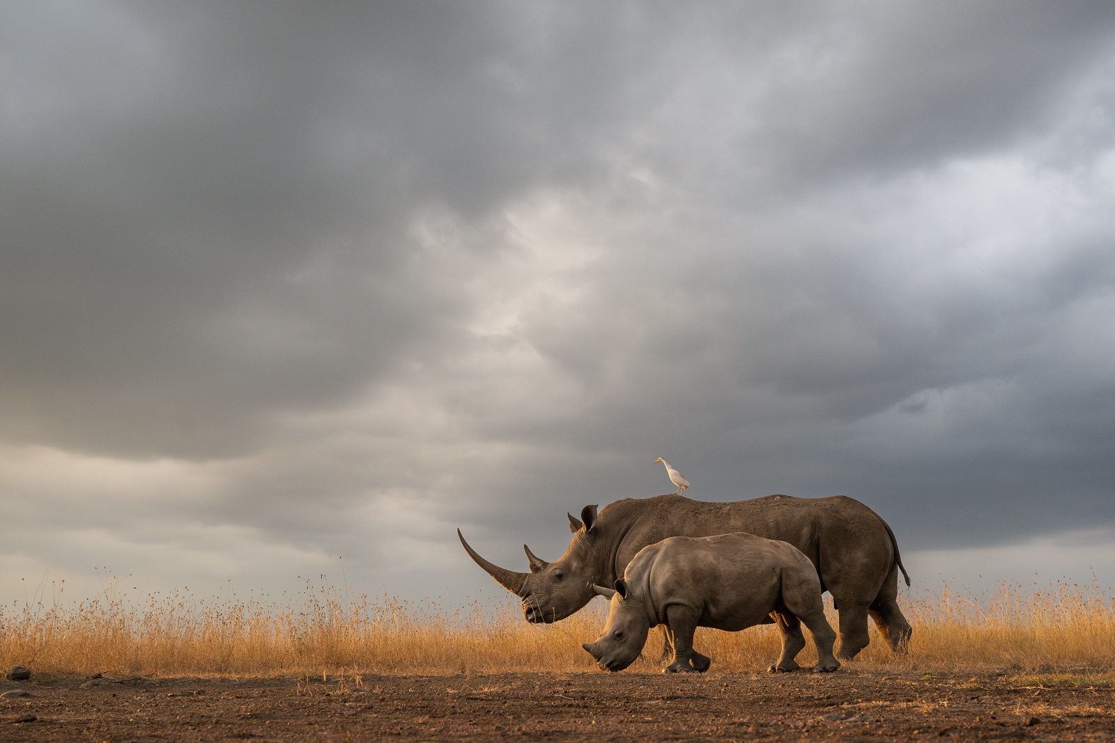 White Rhinoceros and Cattle Egret, Nairobi National Park, Kenya