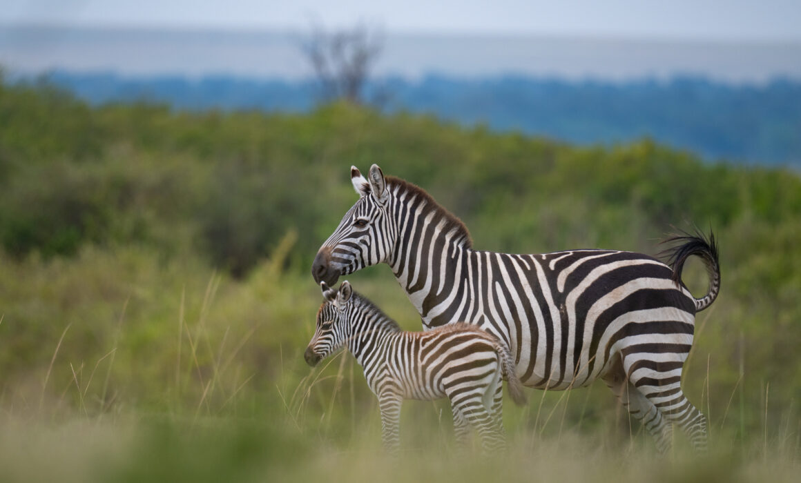 Zebra with Foal, Masai Mara, Kenya