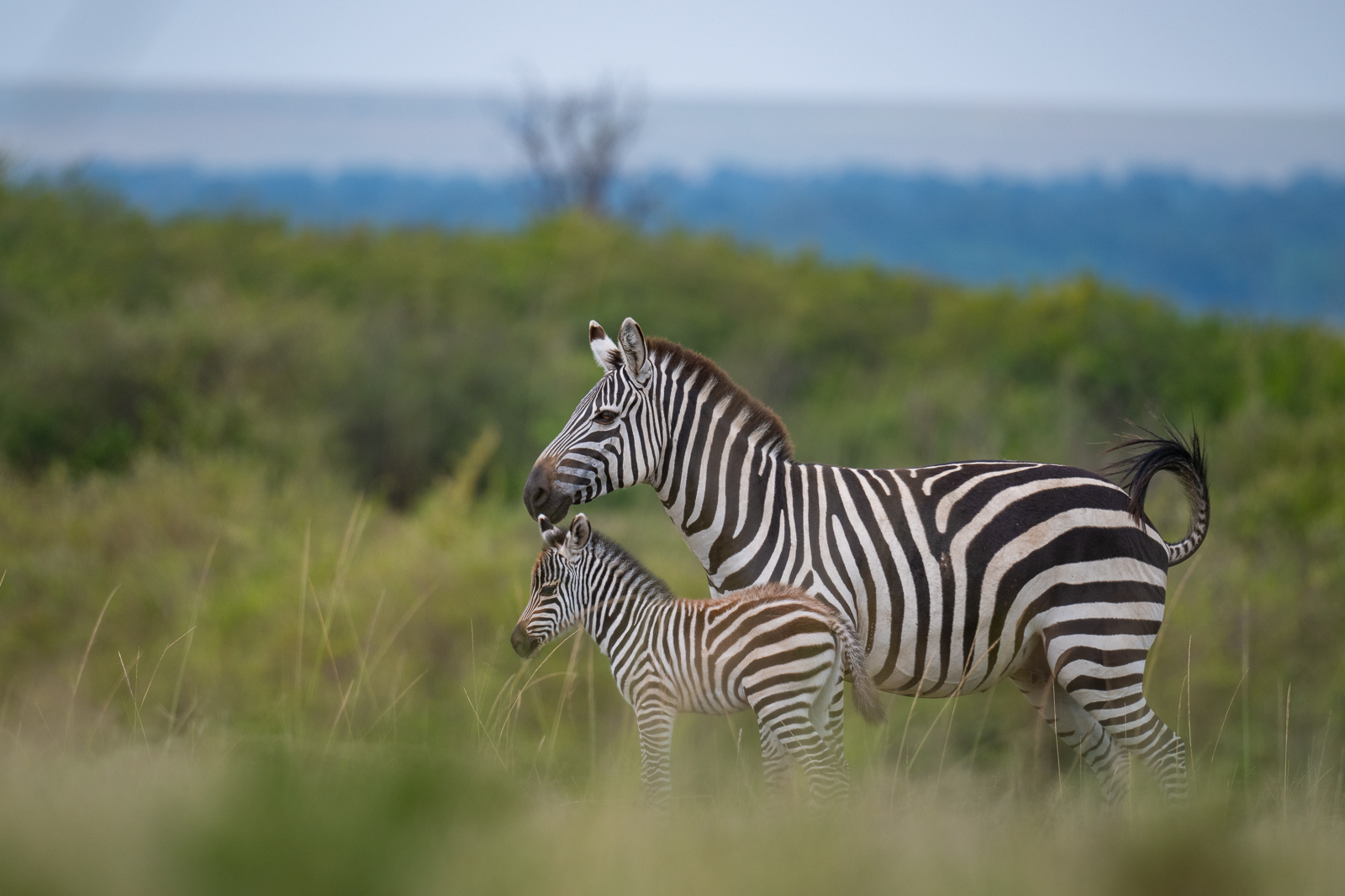 Zebra with Foal, Masai Mara, Kenya