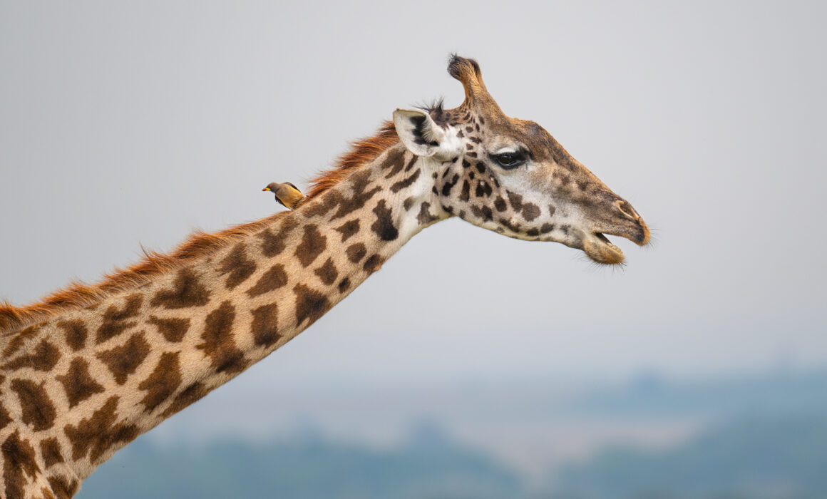 Masai Giraffe with Oxpecker, Masai Mara, Kenya