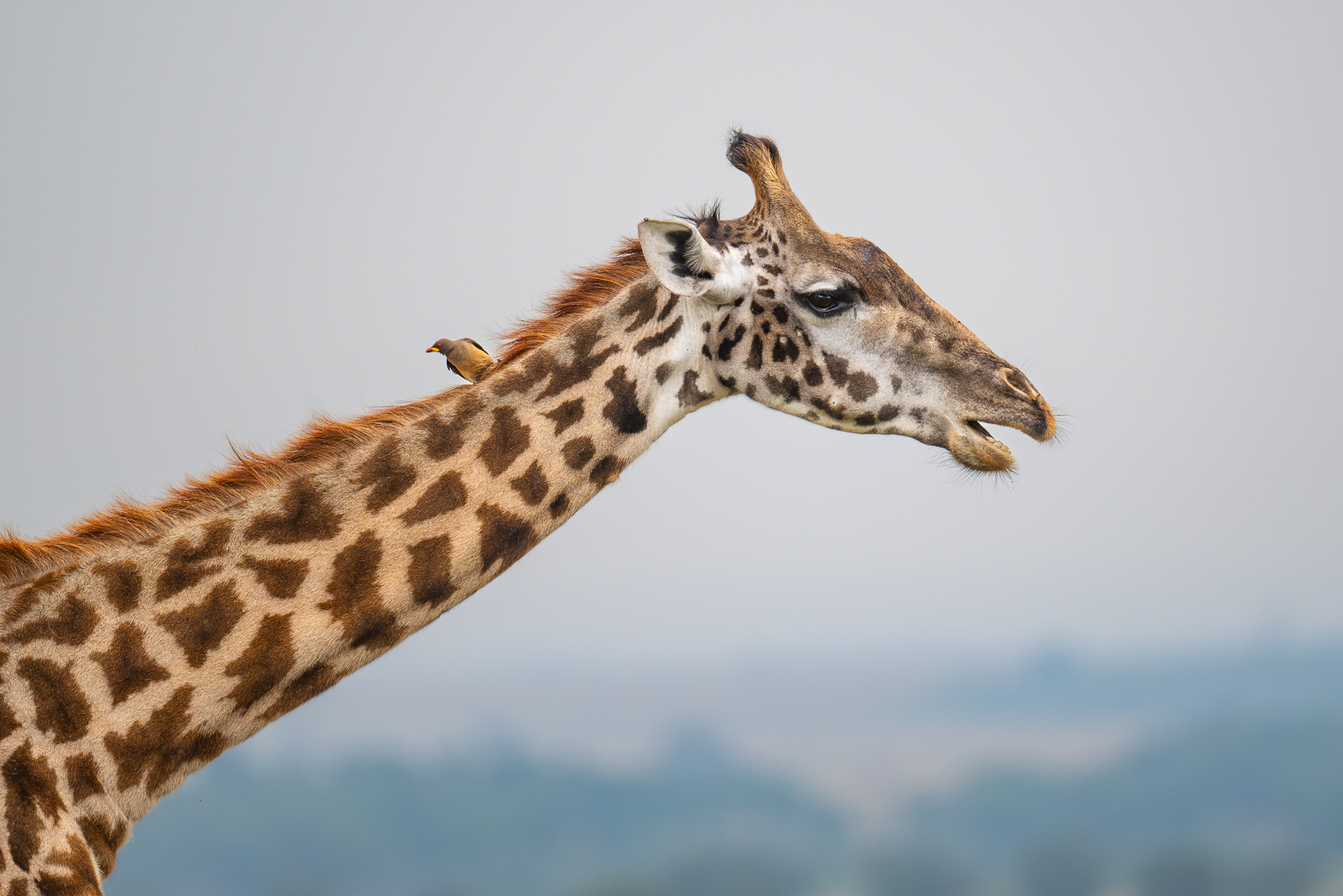 Masai Giraffe with Oxpecker, Masai Mara, Kenya