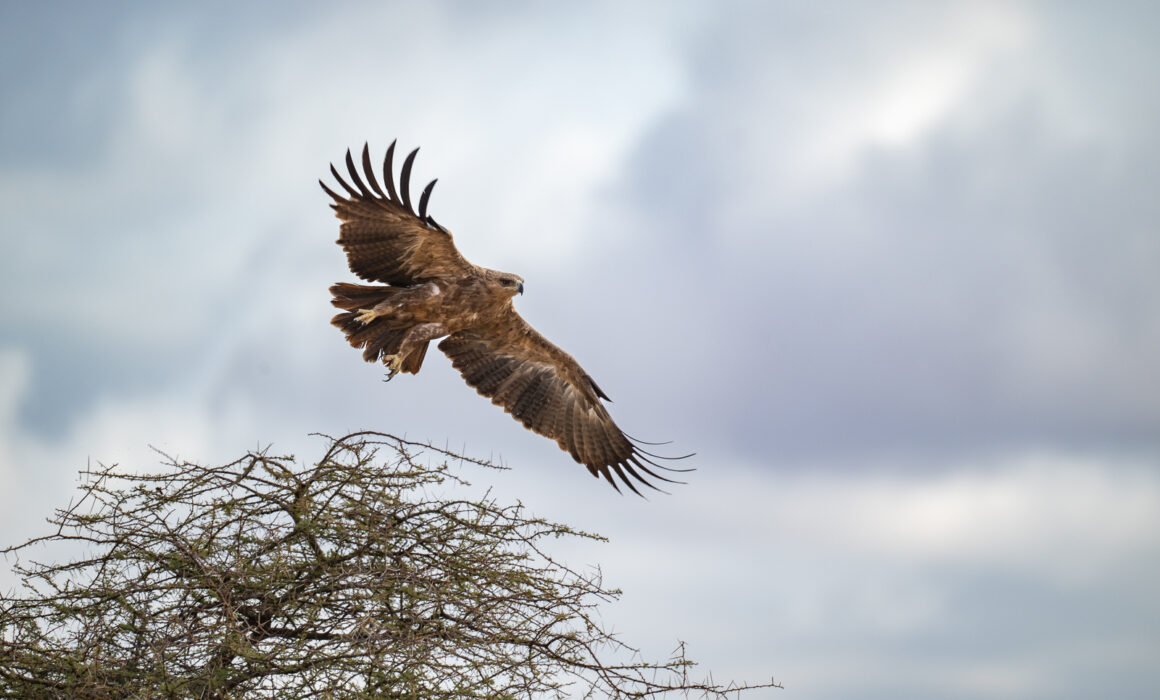 Tawny Eagle, Samburu, Kenya