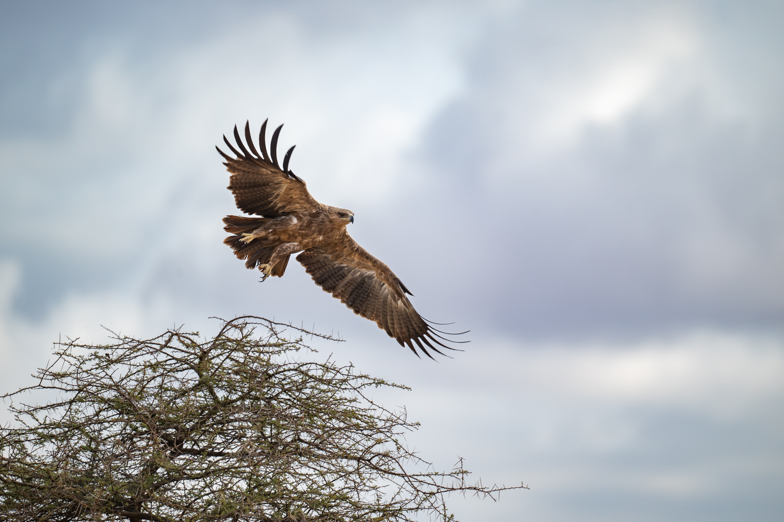 Tawny Eagle, Samburu, Kenya