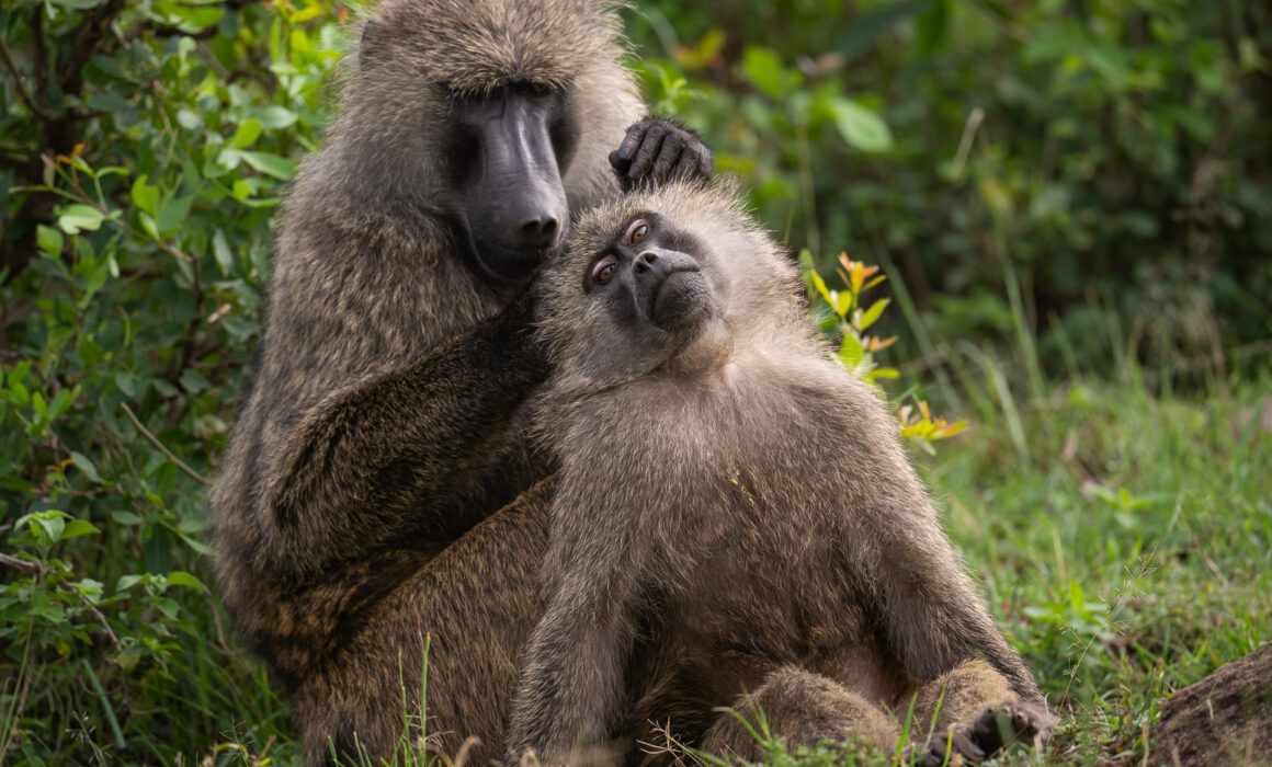 Olive Baboons Grooming, Masai Mara, Kenya