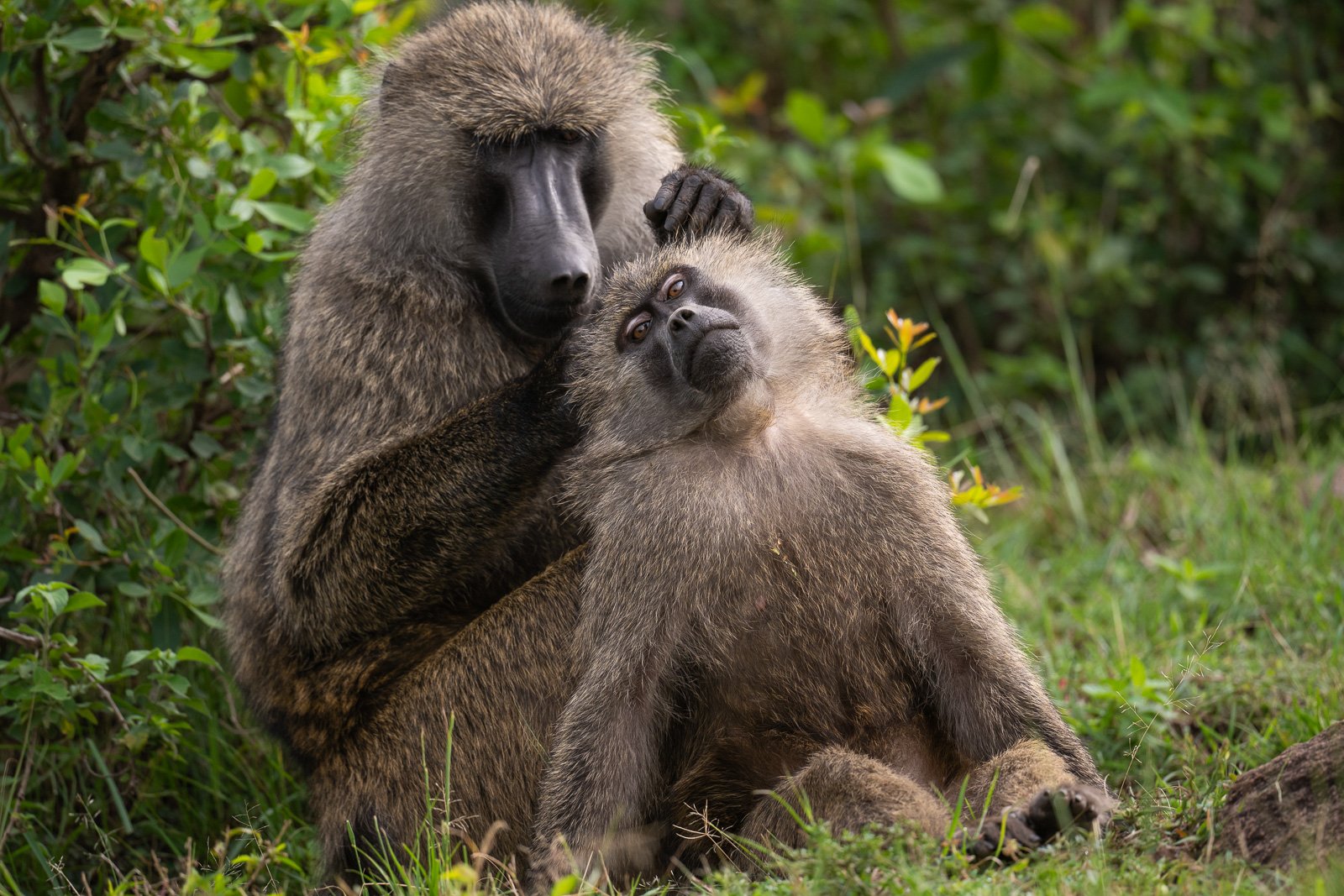 Olive Baboons Grooming, Masai Mara, Kenya