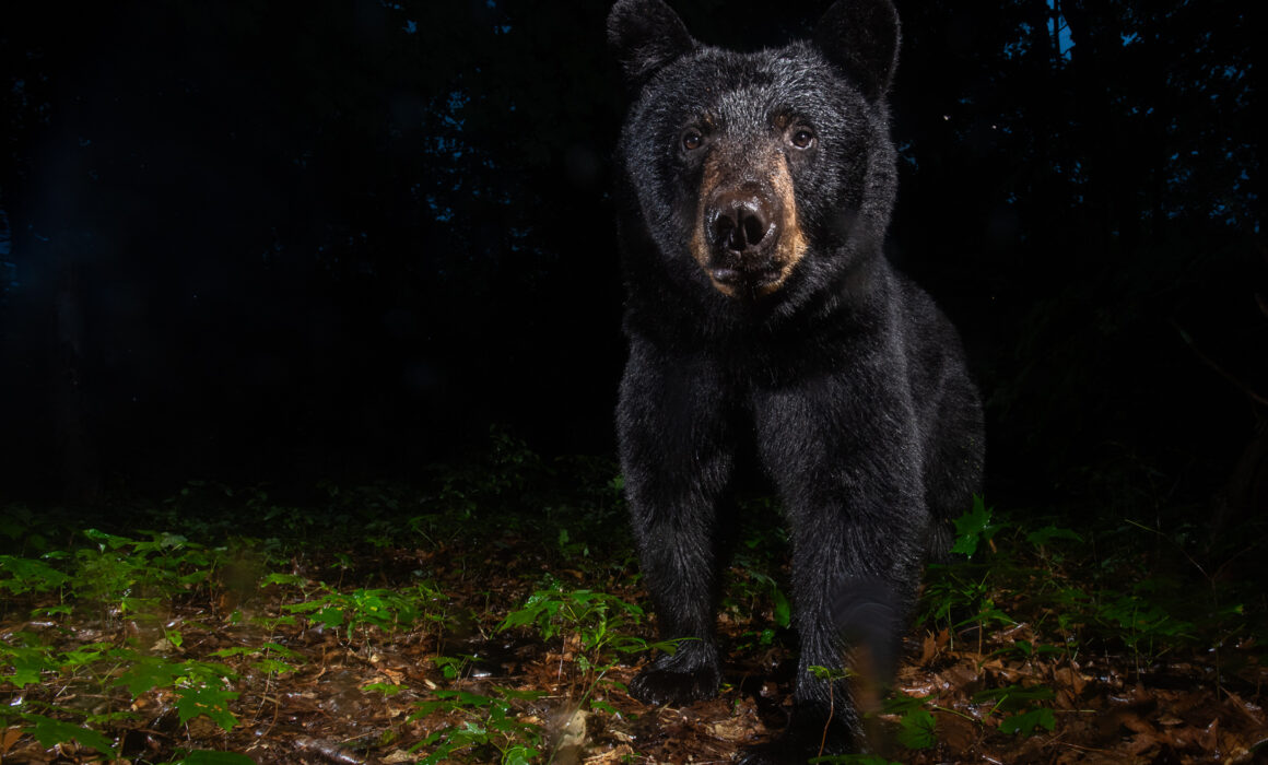 Black Bear, Farmington, Connecticut