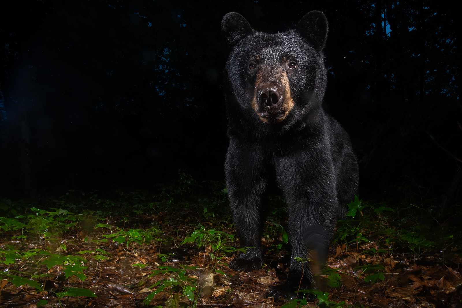 Black Bear, Farmington, Connecticut