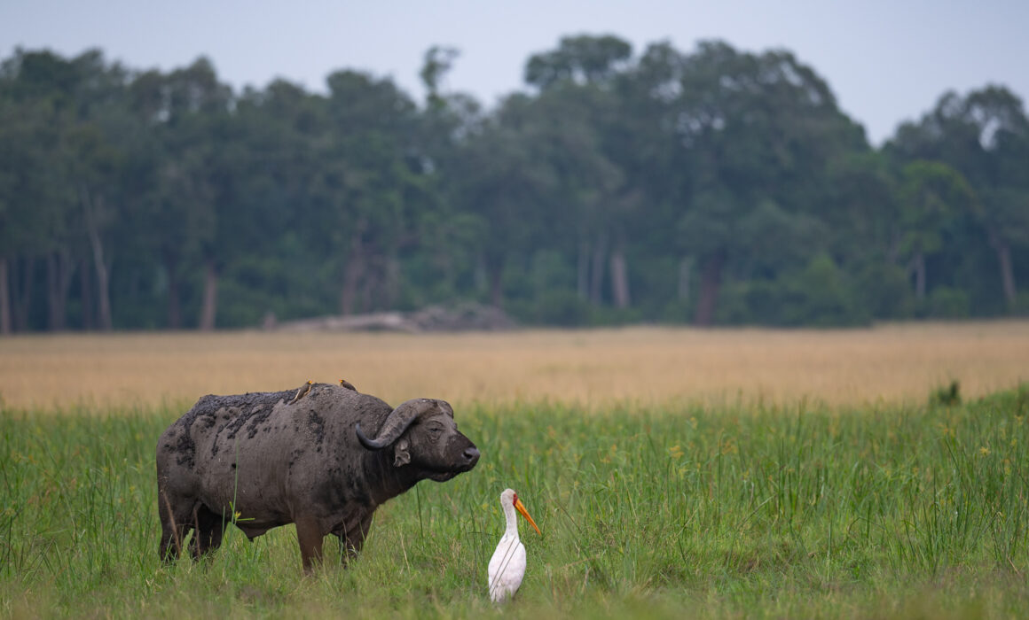 Cape Buffalo, Oxpeckers and Stork, Kenya